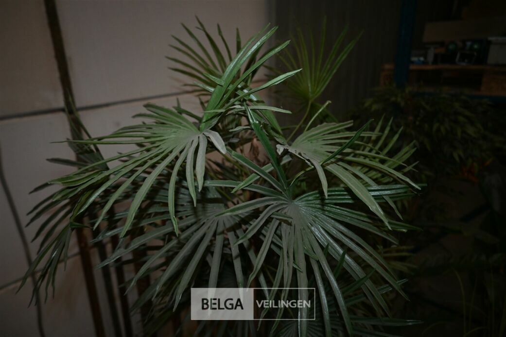 1 Palmboom – foto 3 – kavel bij Belga Veilingen, Lummen