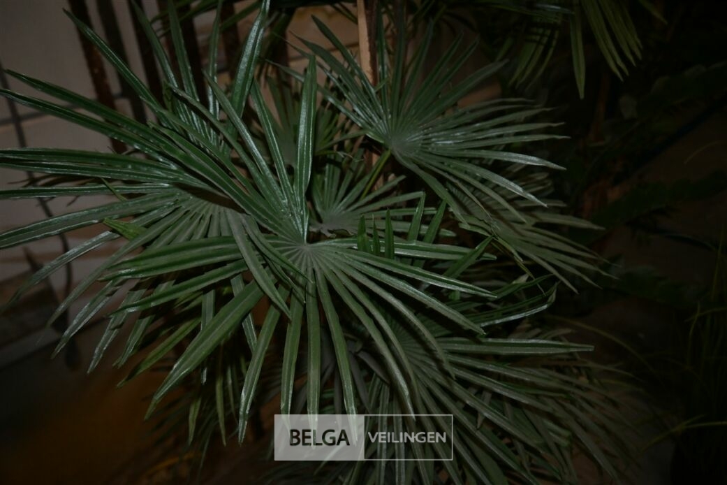 1 Palmboom – foto 4 – kavel bij Belga Veilingen, Lummen