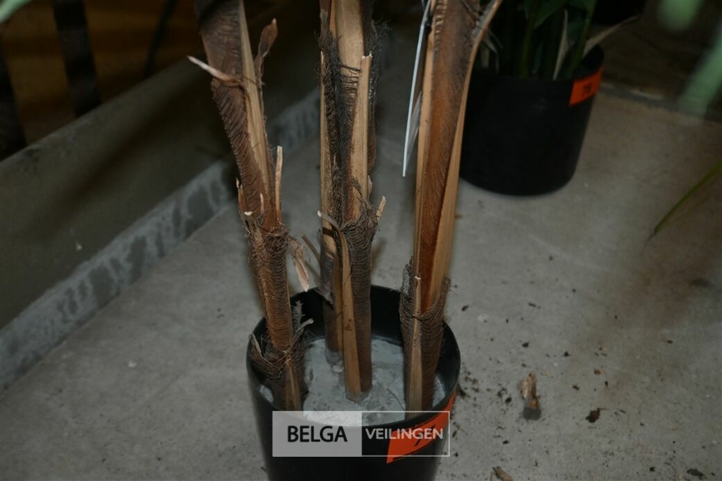1 Palmboom – foto 5 – kavel bij Belga Veilingen, Lummen