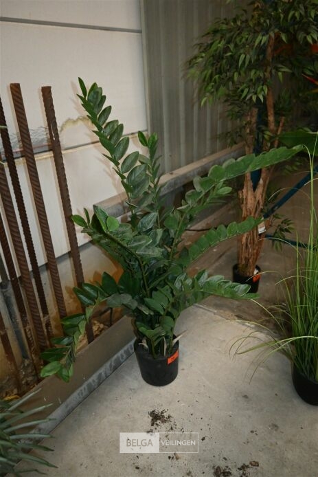 1 Plastieken plant – foto 2 – kavel bij Belga Veilingen, Lummen