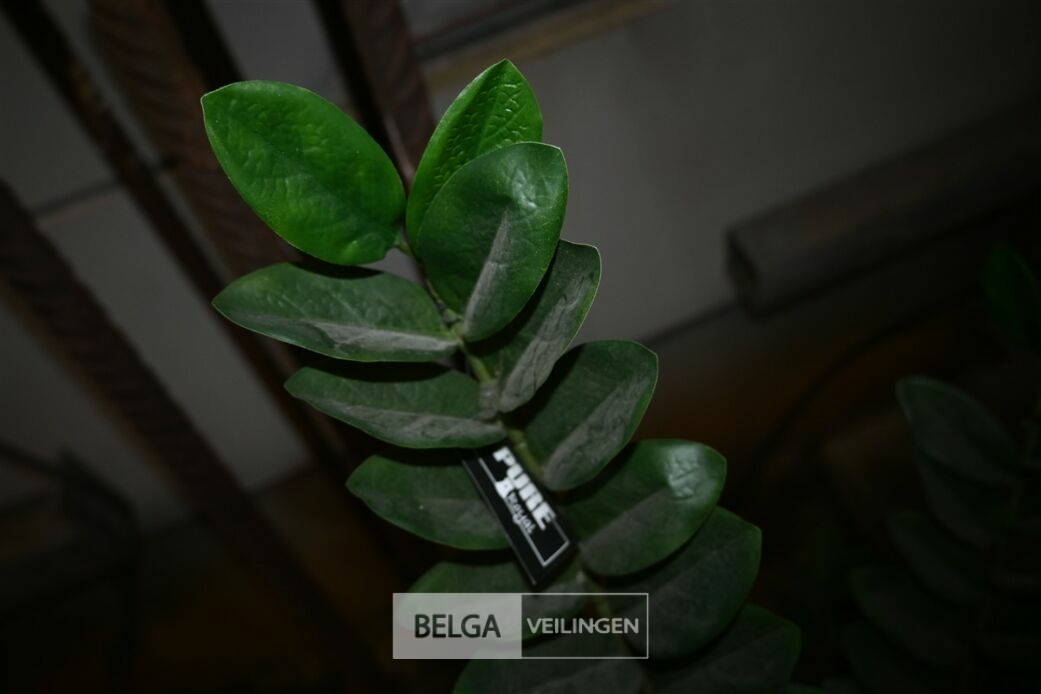 1 Plastieken plant – foto 3 – kavel bij Belga Veilingen, Lummen