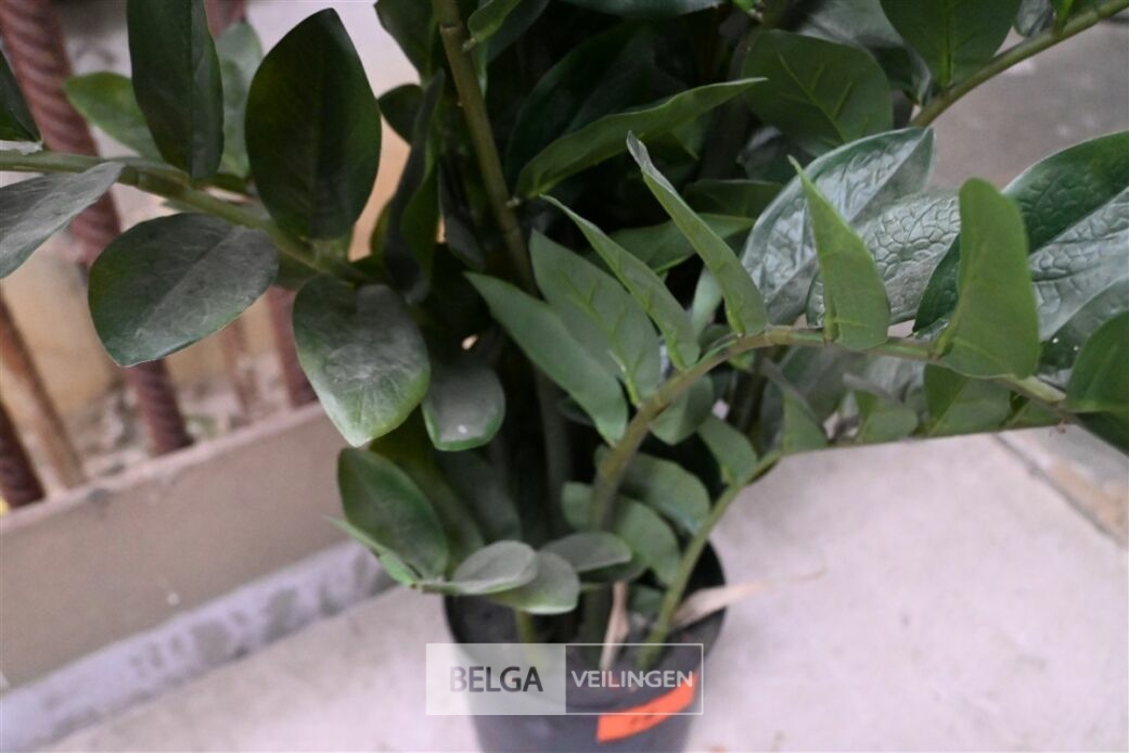 1 Plastieken plant – foto 4 – kavel bij Belga Veilingen, Lummen