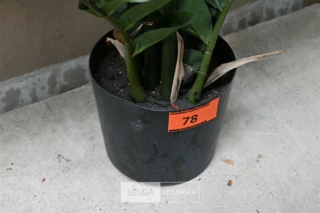 1 Plastieken plant – foto 5 – kavel bij Belga Veilingen, Lummen