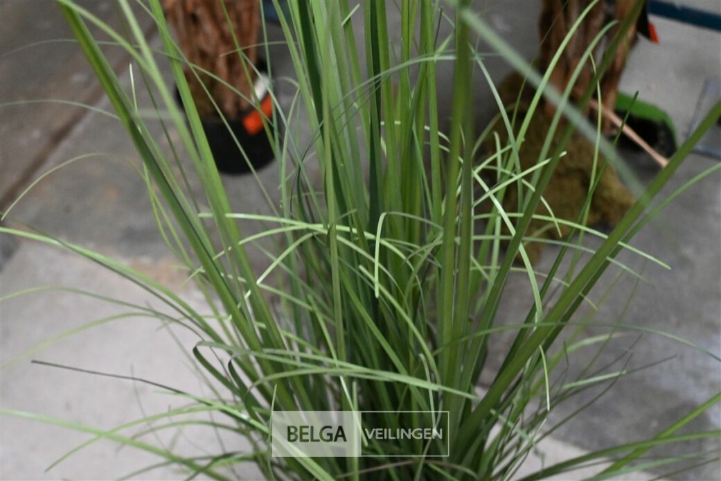 1 Siergras plastiek – foto 3 – kavel bij Belga Veilingen, Lummen