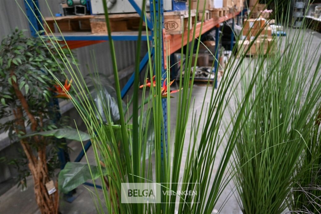 1 Siergras plastiek – foto 3 – kavel bij Belga Veilingen, Lummen