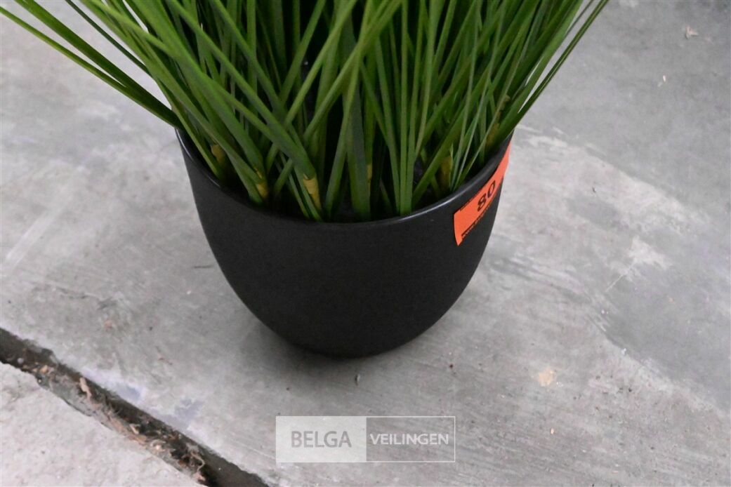 1 Siergras plastiek – foto 5 – kavel bij Belga Veilingen, Lummen