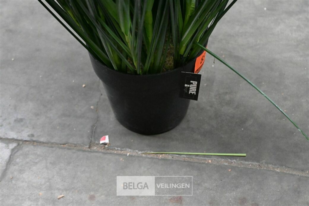 1x Plastieken siergras – foto 5 – kavel bij Belga Veilingen, Lummen