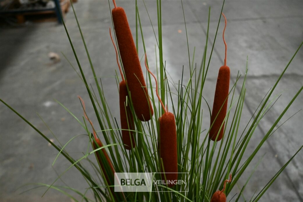 1x Plastieken siergras – foto 3 – kavel bij Belga Veilingen, Lummen