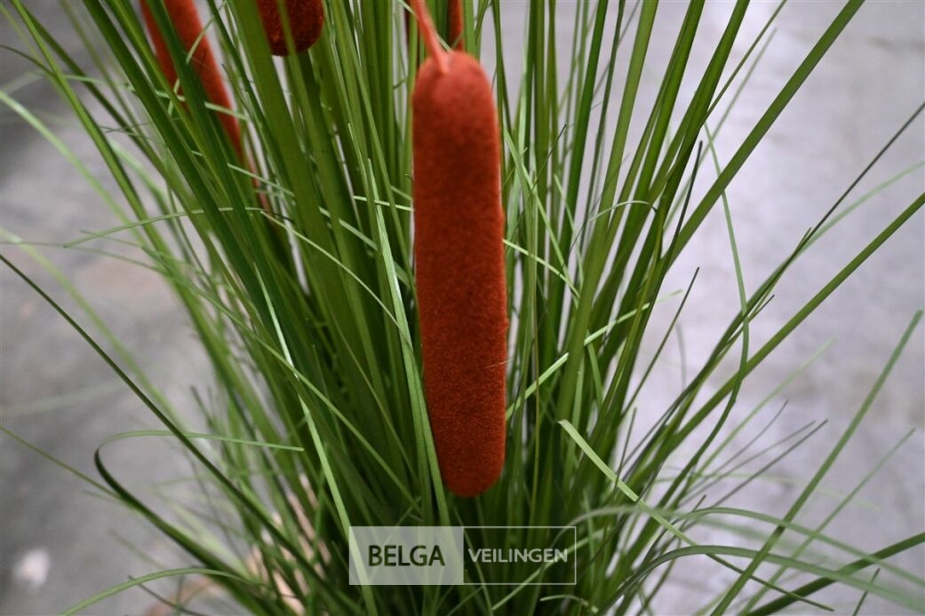 1x Plastieken siergras – foto 4 – kavel bij Belga Veilingen, Lummen