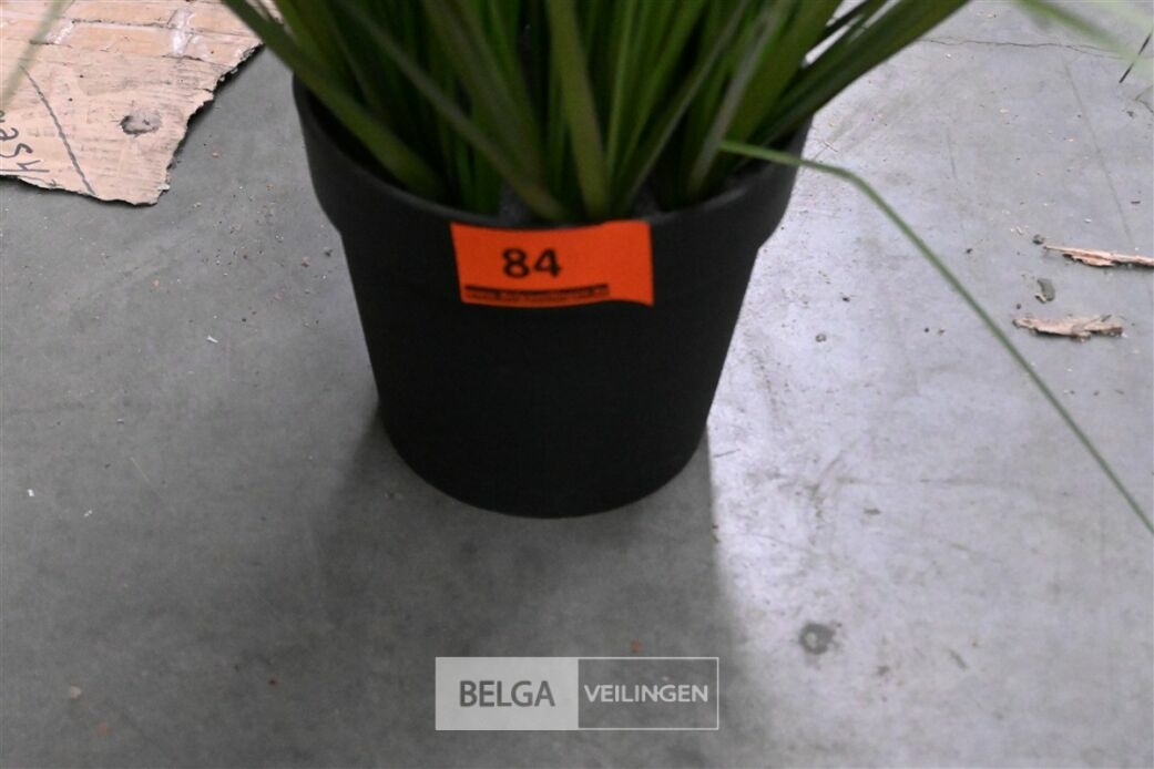 1x Plastieken siergras – foto 5 – kavel bij Belga Veilingen, Lummen