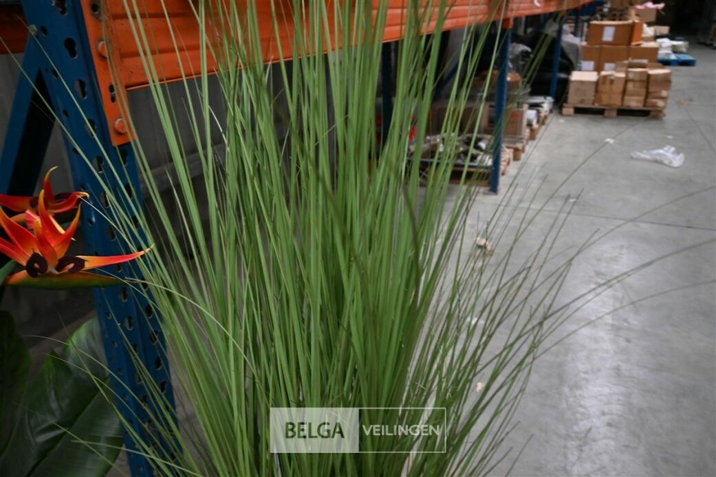 1x Plastieken siergras – foto 3 – kavel bij Belga Veilingen, Lummen