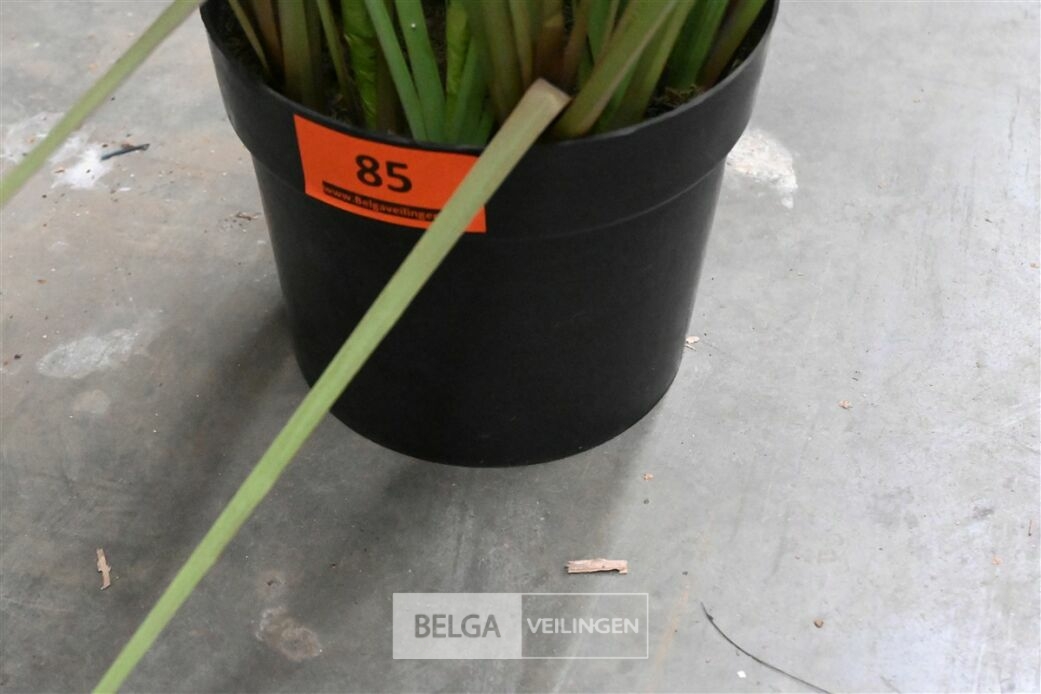 1x Plastieken siergras – foto 5 – kavel bij Belga Veilingen, Lummen
