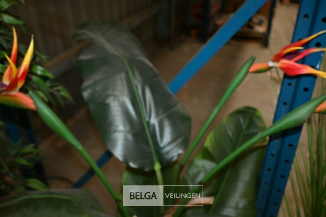 Plastieken sierplant – foto 4 – kavel bij Belga Veilingen, Lummen