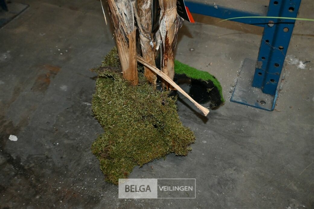 Plastieken sierplant – foto 5 – kavel bij Belga Veilingen, Lummen