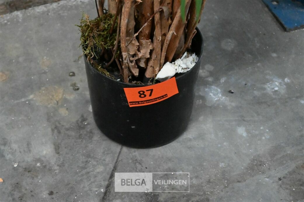 Plastieken sierplant – foto 5 – kavel bij Belga Veilingen, Lummen