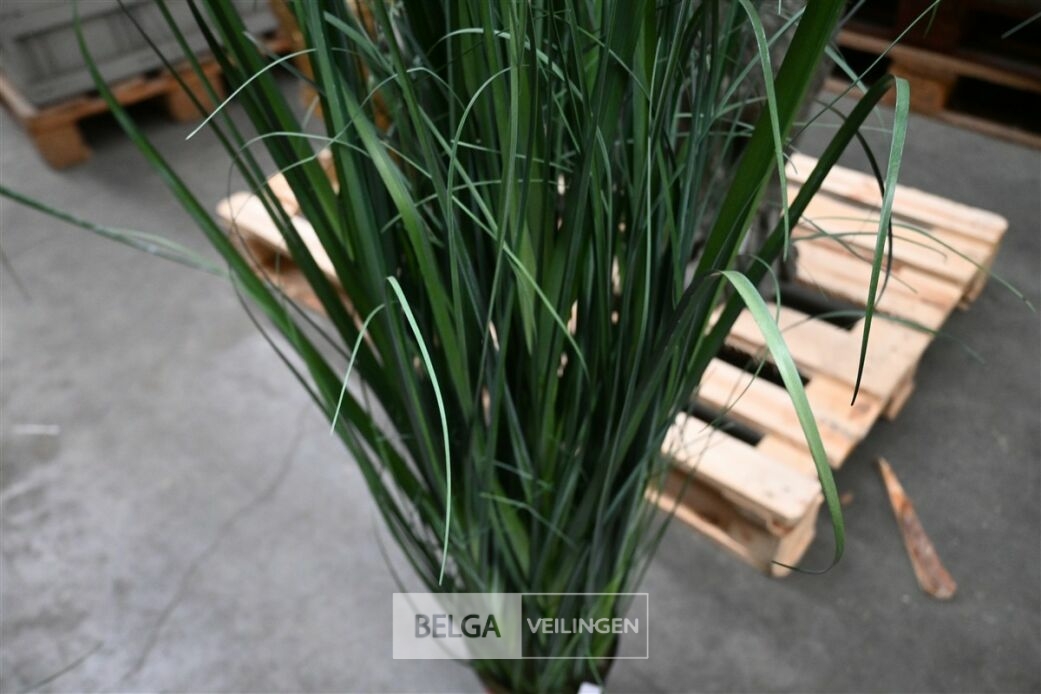 1x Siergras – foto 4 – kavel bij Belga Veilingen, Lummen
