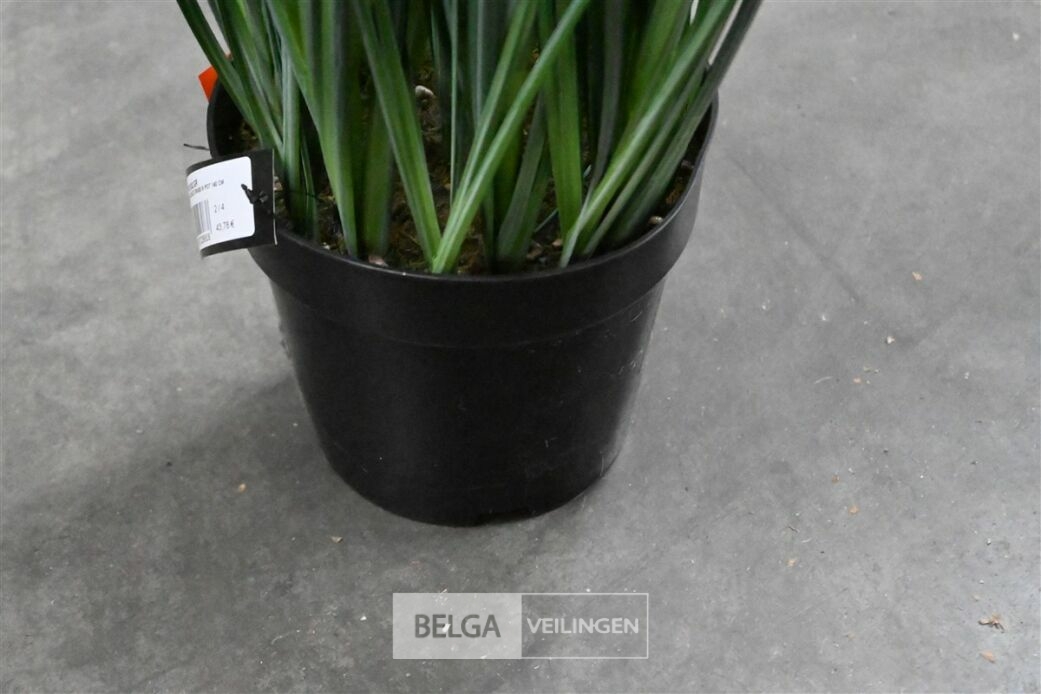 1x Siergras – foto 5 – kavel bij Belga Veilingen, Lummen