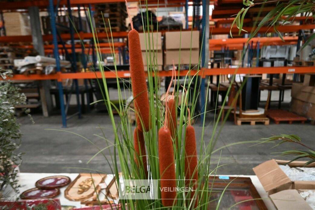 Plastieken siergras – foto 3 – kavel bij Belga Veilingen, Lummen