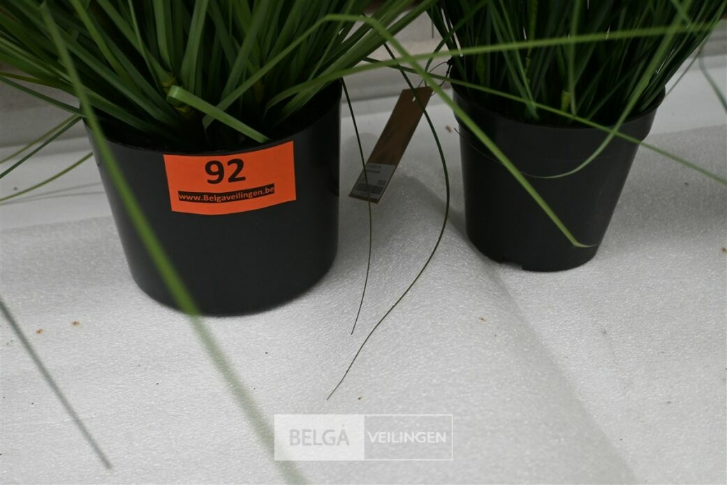 ± 2x Plastieken siergras – foto 5 – kavel bij Belga Veilingen, Lummen