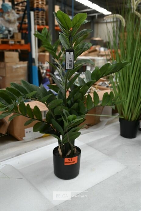 Plastieken Zamifolia – foto 2 – kavel bij Belga Veilingen, Lummen