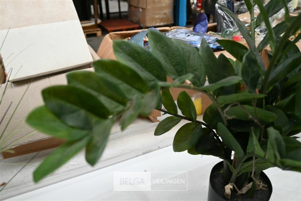 Plastieken Zamifolia – foto 3 – kavel bij Belga Veilingen, Lummen