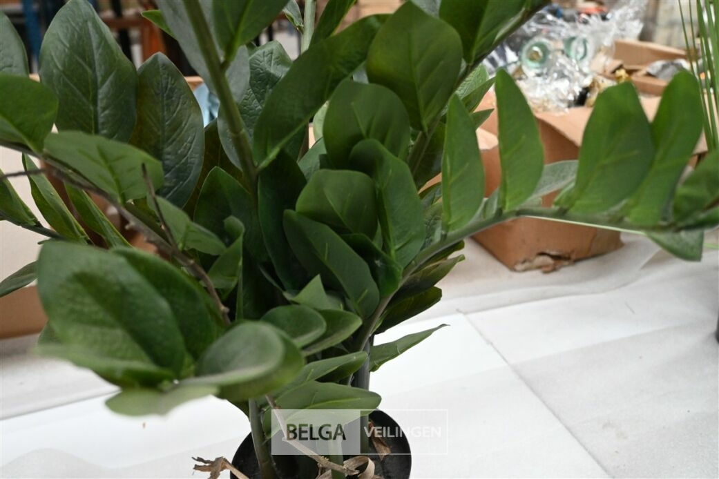 Plastieken Zamifolia – foto 4 – kavel bij Belga Veilingen, Lummen