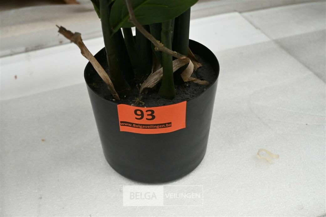 Plastieken Zamifolia – foto 5 – kavel bij Belga Veilingen, Lummen
