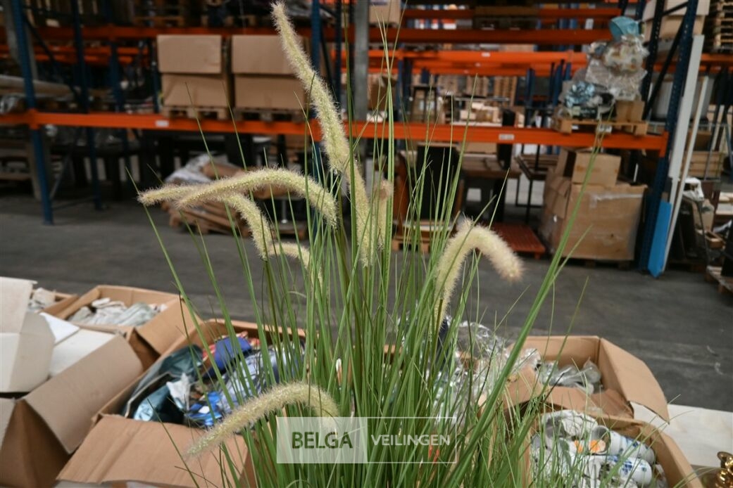 ± 4 Diverse siergrassen – foto 4 – kavel bij Belga Veilingen, Lummen