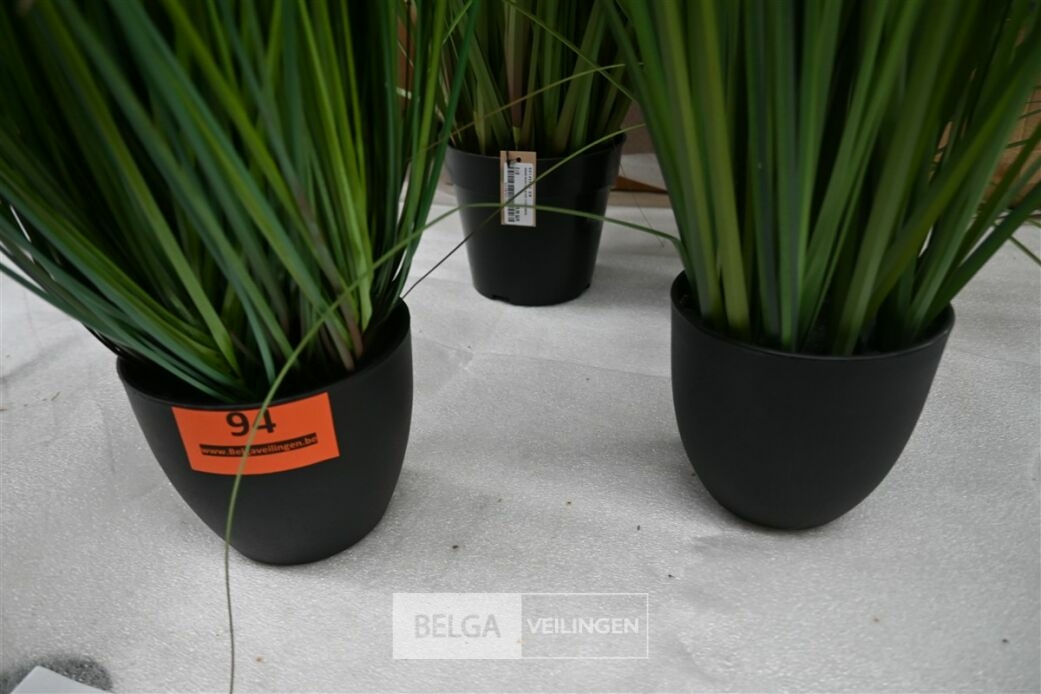 ± 4 Diverse siergrassen – foto 5 – kavel bij Belga Veilingen, Lummen